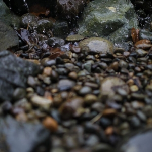 Photo of Father Nature Landscapes of Tacoma