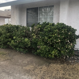 Photo of Energetic Lawn Care & Landscapes