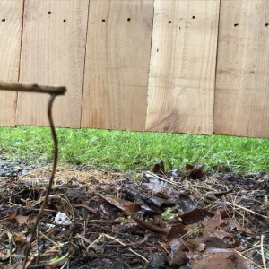 Photo of Puget Fence