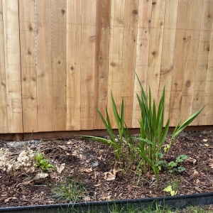 Photo of Puget Fence
