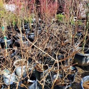 Tukwila Rosso Gardens
