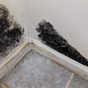 Photo of All Dry Restoration