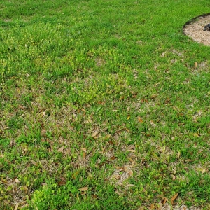Photo of Emerald Lawns