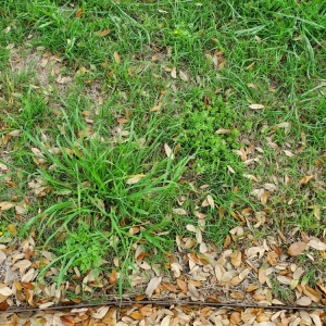 Photo of Emerald Lawns