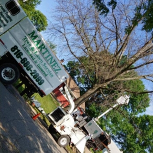 Photo of Martinez Tree & Lawn Service