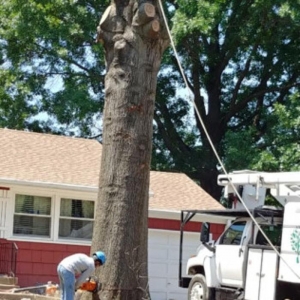 Photo of Martinez Tree & Lawn Service
