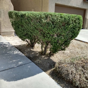 Photo of All purpose lawn