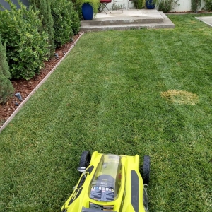 Photo of All purpose lawn