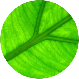 Photo of Little Green Maid Services