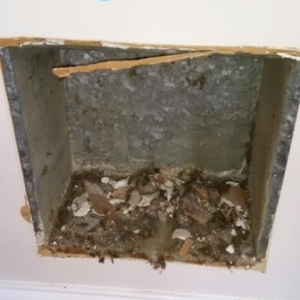 Photo of Green Clean Carpet & Air Duct Cleaning