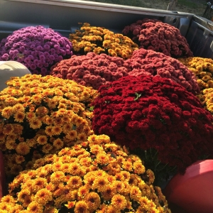 Photo of Your Yard Solutions