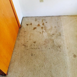 Photo of Eco Friendly Carpet Cleaning & Upholstery
