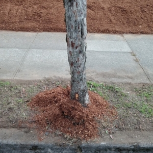 Photo of Great Cuts Landscaping
