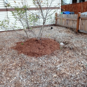 Photo of Great Cuts Landscaping