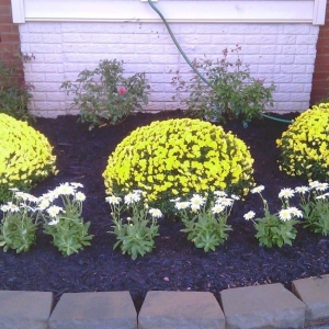 Photo of Visionary Lawn Services