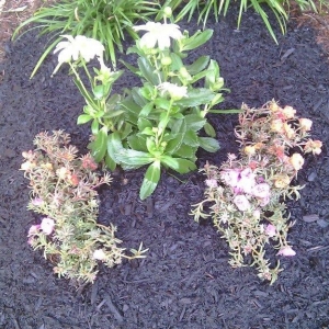 Photo of Visionary Lawn Services
