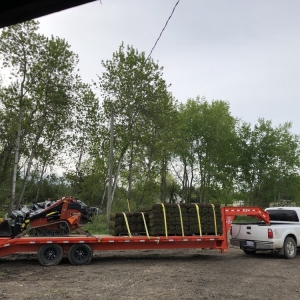 Photo of Wyatt's Tree Removal & Landscaping