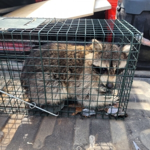 Photo of Nice Wildlife Service