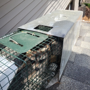 Photo of Nice Wildlife Service