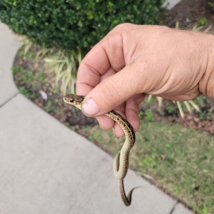 Photo of Nice Wildlife Service