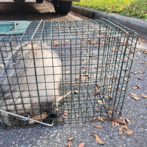 Photo of Nice Wildlife Service