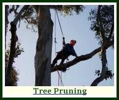 Photo of Precision Tree & Landscape