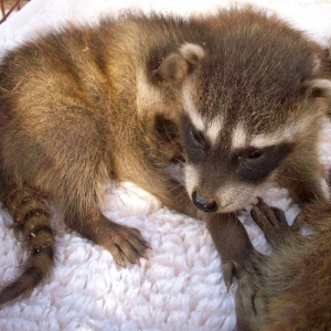 Photo of All City Animal Trapping