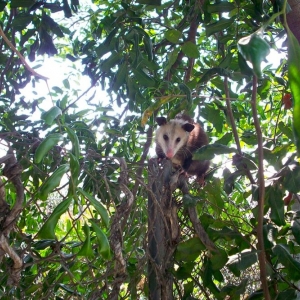 Photo of All City Animal Trapping