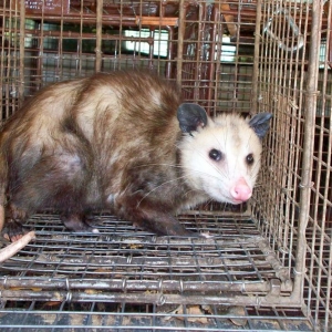 Photo of All City Animal Trapping