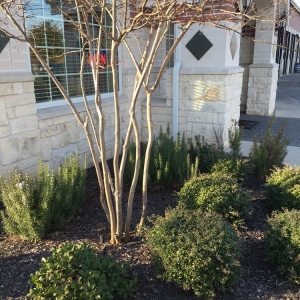 Photo of Texas Landscape Creations