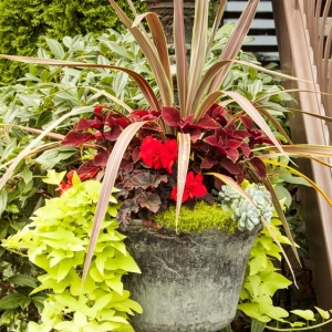 Seattle Essential Gardeners