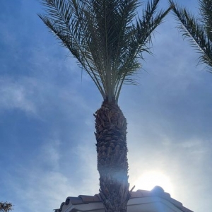 Photo of A&M Landscape in Las Vegas