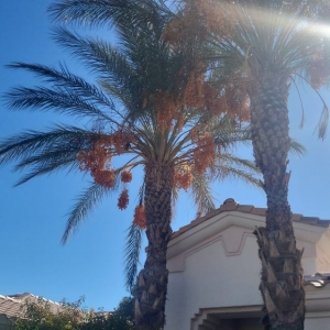 Photo of A&M Landscape in Las Vegas