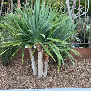 Photo of Tavera's Custom Landscaping