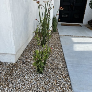 Photo of Tavera's Custom Landscaping