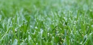 Photo of Scott's Lawn Care Service