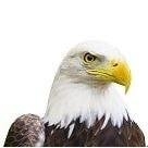 Photo of Kelex Security