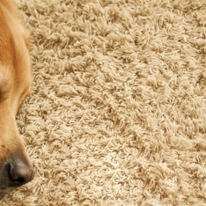 Photo of Supreme Carpet Clean