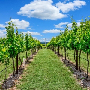 Photo of Hamilton Pool Vineyards