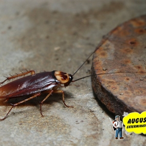 Photo of Augustine Exterminators
