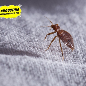 Photo of Augustine Exterminators