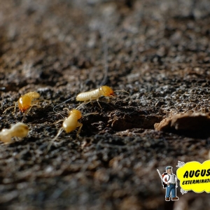 Photo of Augustine Exterminators