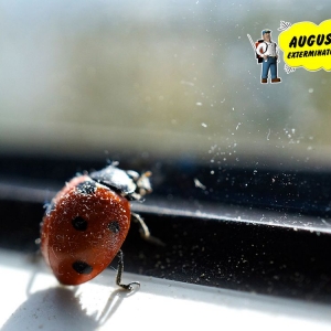 Photo of Augustine Exterminators