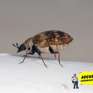 Photo of Augustine Exterminators