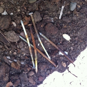 Photo of Antique Termite