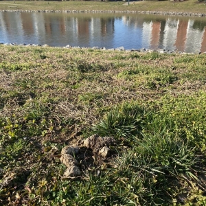 Photo of Falcon Creek Luxury Apartments