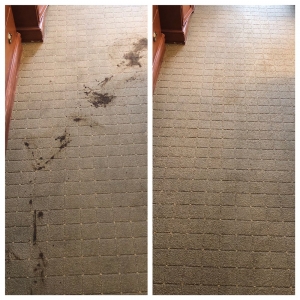 Photo of Revive Carpet Cleaning