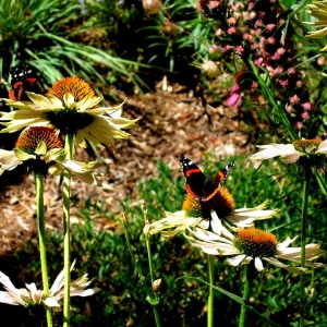 Photo of Second Nature Design