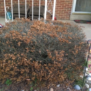 Laurel Capital Lawn Experts