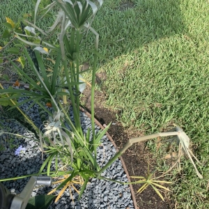 Photo of Precision Landscape Services Inc